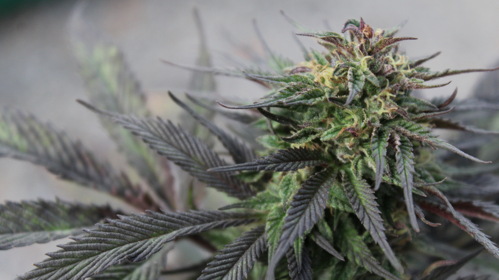 Close-up of a Gary Payton cannabis strain flower with purple leaves and orange pistils.