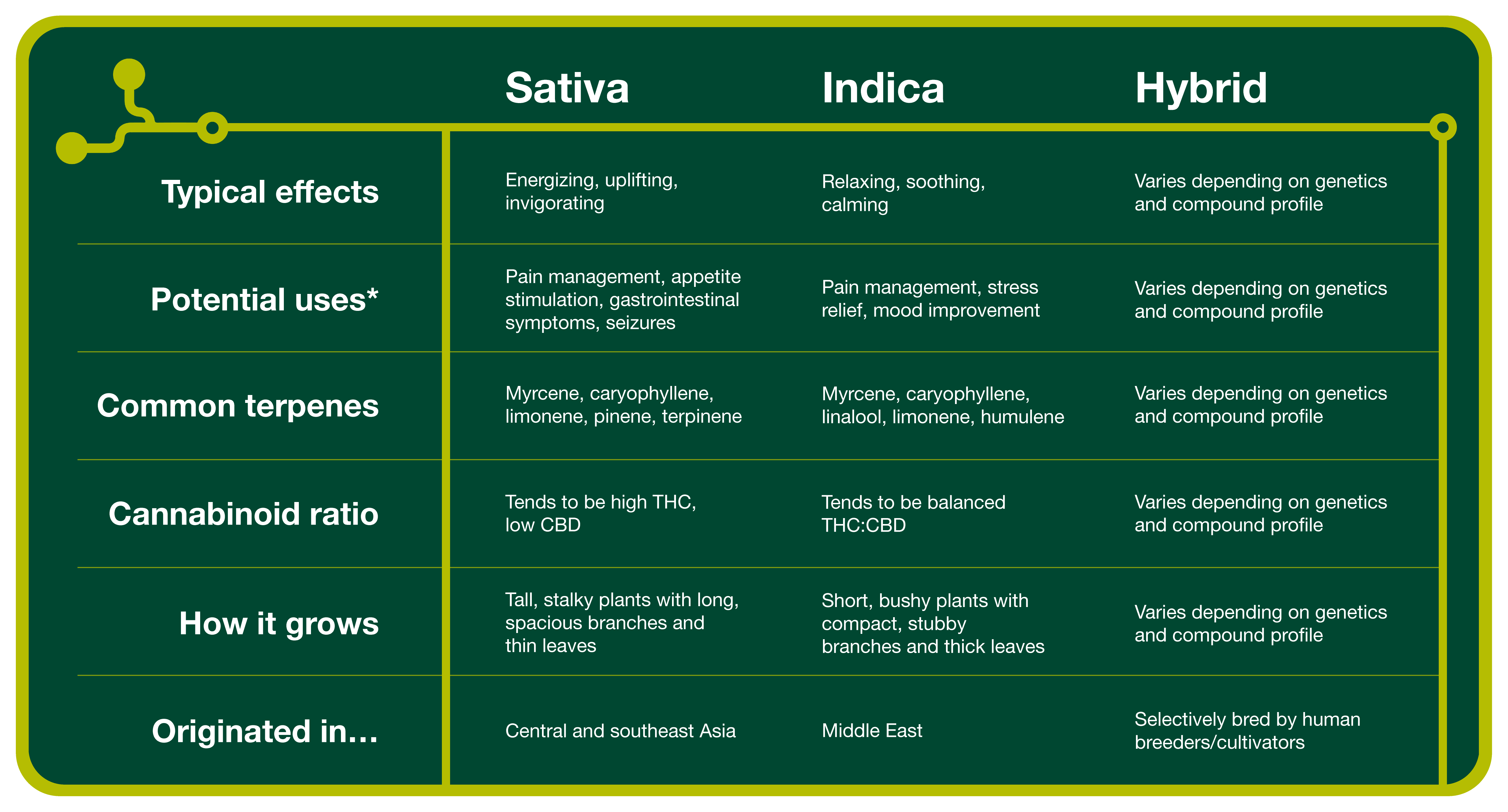 Comparison chart highlighting the differences between sativa, indica, and hybrid cannabis strains, including effects, potential uses, common terpenes, cannabinoid ratios, growth patterns, and origins.