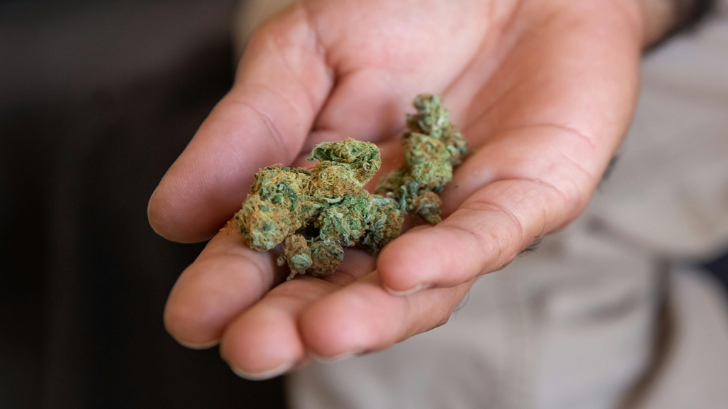 Hand holding premium Nanticoke cannabis flower from The Plant Dispensary