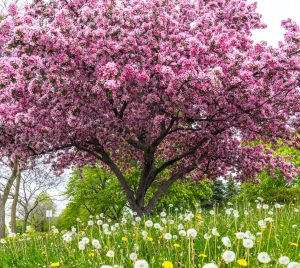 Cherry blossom tree in full bloom, representing Flav's Cherry Blossom Live Resin THC vape carts.